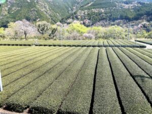 茶畑と桜