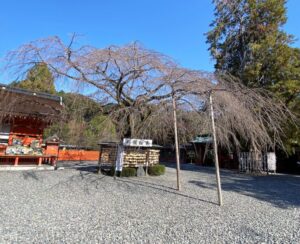 富士山本宮浅間大社　信玄桜