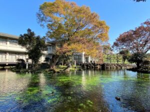 富士山本宮浅間大社　湧玉池　鴨